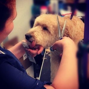 Meet your Posher, Adrienne